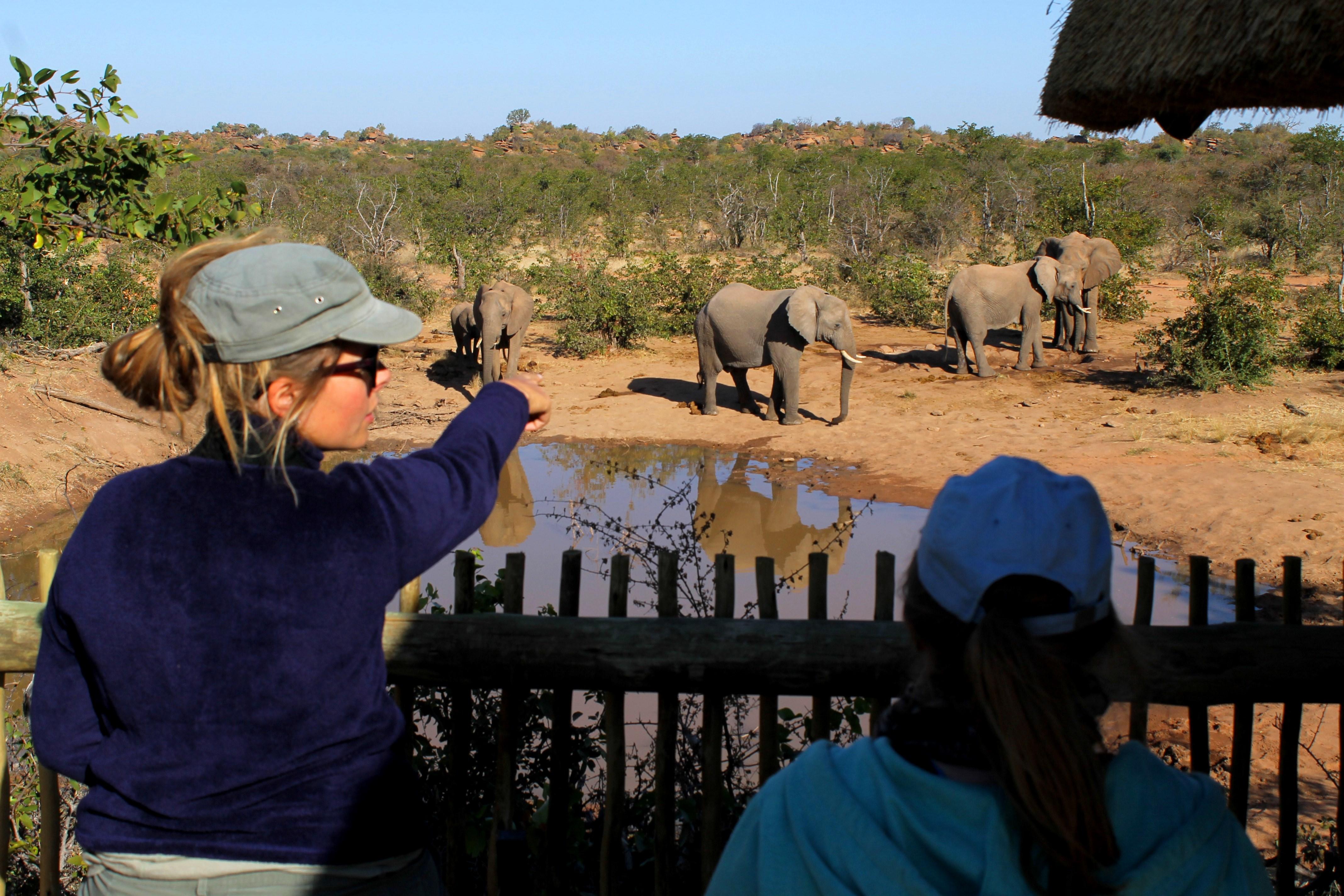 Teenagers counting elephants for a census during their wildlife conservation volunteering in Botswana Projects Abroad volunteers help with vital elephant conservation work in Botswana on our placement for teenagers